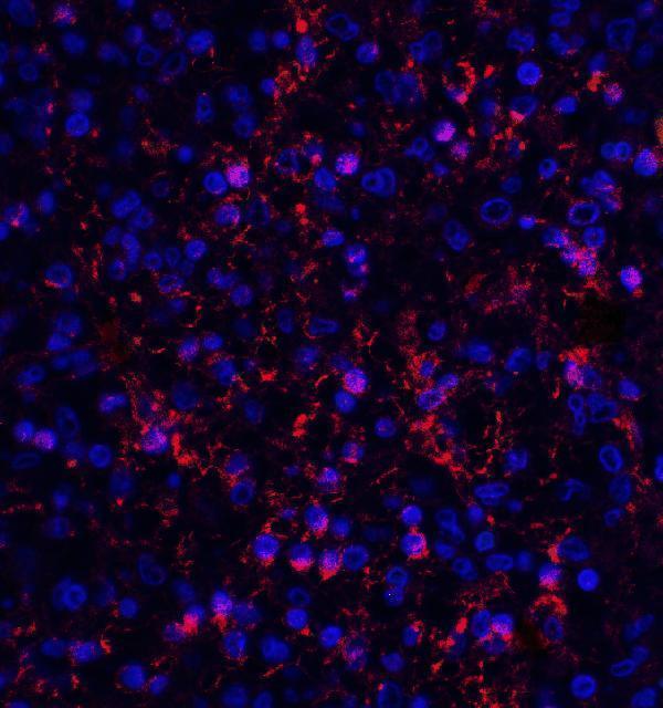 m00909 orai1 primary antibodies if testing 5