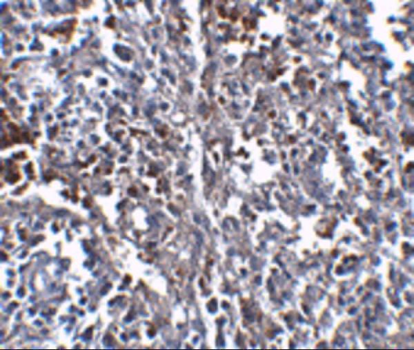 m00909 orai1 primary antibodies ihc testing 4