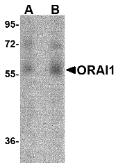 Western blot analysis of ORAI1 in human ovary tissue lysate with ORAI1 antibody at (A) 1 and (B) 2 μg/mL