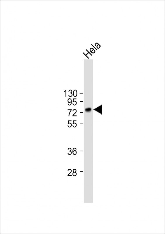 Anti-CD55 Antibody (N-term) at 1:2000 dilution + Hela whole cell lysateLysates/proteins at 20 µg per lane