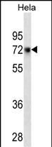 CD55 Antibody western blot analysis in Hela cell line lysates (35μg/lane)