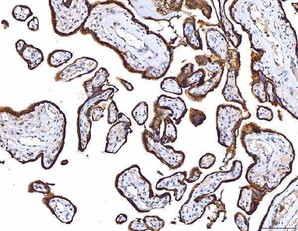  IHC analysis of CD55 using anti-CD55 antibody (M00910-3)
