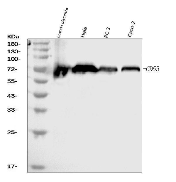  Western blot analysis of CD55 using anti-CD55 antibody (M00910-3)
