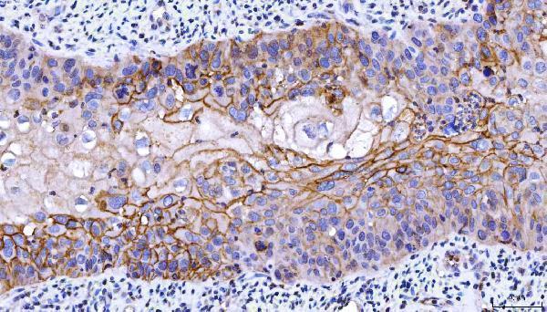 m00910 4 cd55 primary antibodies ihc testing 5
