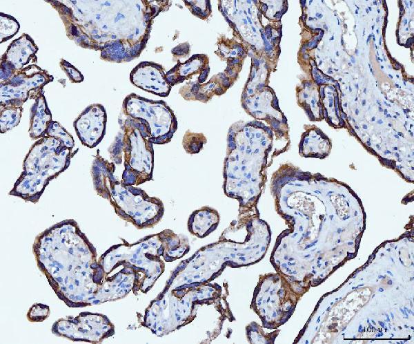 m00910 4 cd55 primary antibodies ihc testing 6