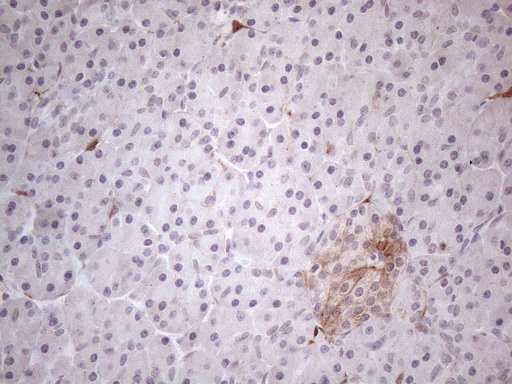 Immunohistochemical staining of paraffin-embedded Human pancreas tissue within the normal limits using anti-CSF2 mouse monoclonal antibody