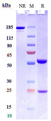Anti-CSF2/GM-CSF Reference Antibody (lenzilumab) on SDS-PAGE under reducing (R) condition