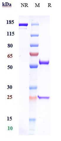 Anti-CSF2/GM-CSF Reference Antibody (gimsilumab) on SDS-PAGE under reducing (R) condition