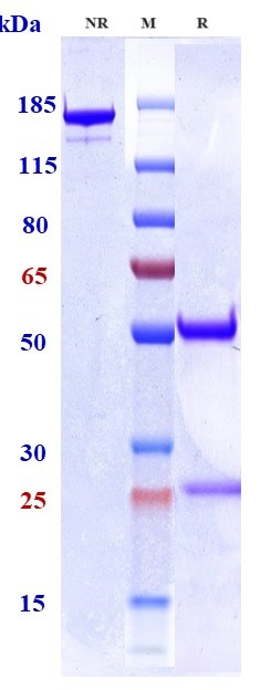 Anti-CSF2/GM-CSF Reference Antibody (Theraclone patent anti-GM-CSF) on SDS-PAGE under reducing (R) condition