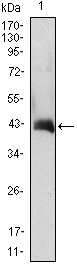 Western Blot analysis using GM-CSF Monoclonal Antibody against CSF2-hIgGFc transfected HEK293 cell lysate