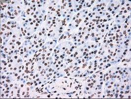 Immunohistochemical staining of paraffin-embedded Human pancreas tissue within the normal limits using anti-TYRO3 mouse monoclonal antibody