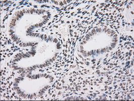 m00913 2 anti tyro3 mouse monoclonal antibody clone id oti5b4 ihc testing 6
