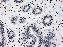 m00913 2 anti tyro3 mouse monoclonal antibody clone id oti5b4 ihc testing 8