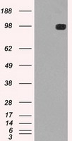 HEK293T cells were transfected with the pCMV6-ENTRY control (Left lane) or pCMV6-ENTRY TYRO3 (Right lane) cDNA for 48 hrs and lysed