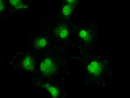 m00913 3 anti tyro3 mouse monoclonal antibody clone id oti2c4 if testing 11