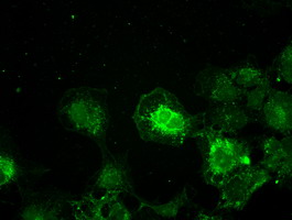 m00913 4 anti tyro3 mouse monoclonal antibody clone id oti9b12 if testing 5