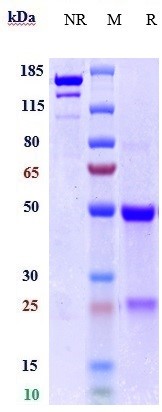 Anti-TYRO3 Reference Antibody (ELB031) on SDS-PAGE under reducing (R) condition