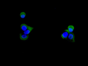 Immunofluorescent analysis of BxPC-3 cells, using CD59 Antibody 