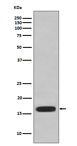 Western blot analysis of CD59 expression in HUVEC cell lysate