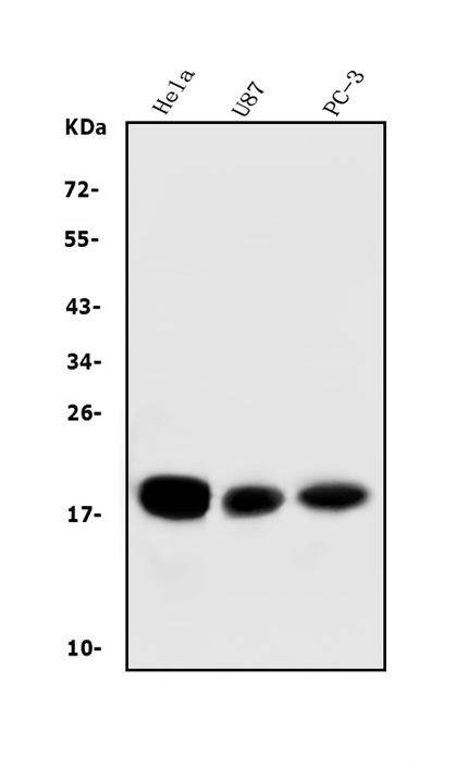  Western blot analysis of CD59 using anti-CD59 antibody (M00914-2)