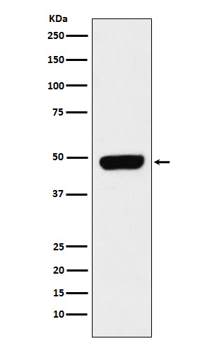 m00915 wb