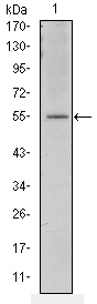 m00916 1 atf2 primary antibodyes wb testing 1