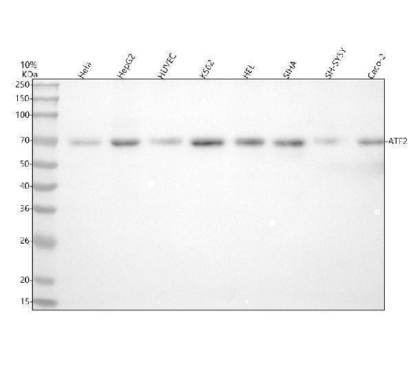 m00916 atf2 primary antibodies wb testing 1