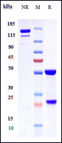 Anti-IL-12 (IL-12a & IL-12b) Reference Antibody (briakinumab) on SDS-PAGE under reducing (R) condition