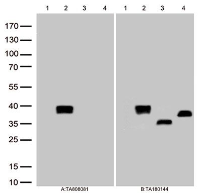 Figure A, Western blot analysis of overexpressed
lysates(25ug per lane) from HEK293T cells
transfected with empty plasmid, lane
1) , human IL12A plasmid, lane 2),
mouse IL12A plasmid, lane 3) , rat
IL12A plasmid, lane 4) using antiIL12A antibody M00918 (1:500)
