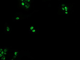 m00921 anti egr2 mouse monoclonal antibody clone id oti1b12 if testing 3