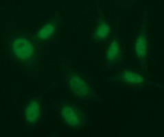 m00921 anti egr2 mouse monoclonal antibody clone id oti1b12 if testing 4