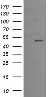 m00921 anti egr2 mouse monoclonal antibody clone id oti1b12 wb testing 1