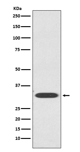 Western blot analysis of IGFBP1 expression in HepG2 cell lysate