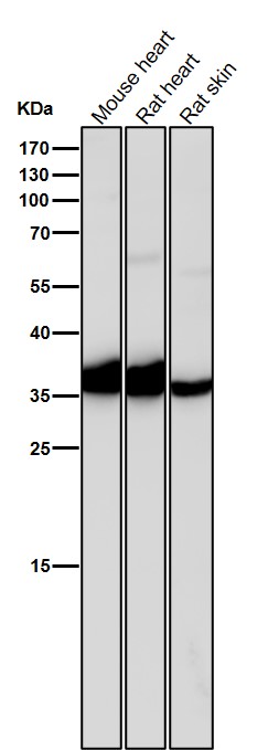 All lanes use the Antibody at 1:2K dilution for 1 hour at room temperature