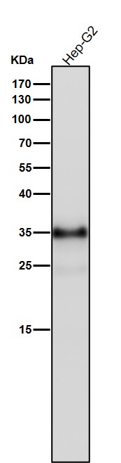 All lanes use the Antibody at 1:2K dilution for 1 hour at room temperature