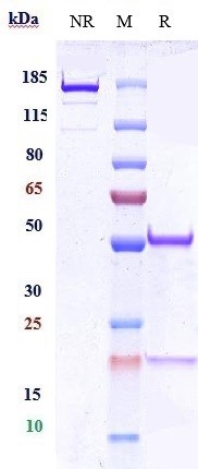 m00923 4 sds page