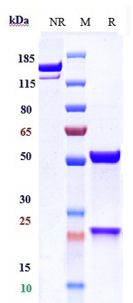 Anti-GDF8/Myostatin Reference Antibody (apitegromab) on SDS-PAGE under reducing (R) condition