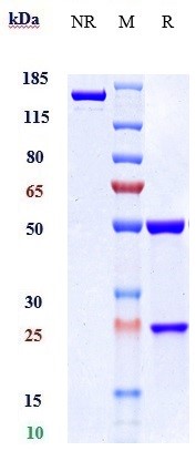 Anti-GDF8/Myostatin Reference Antibody (landogrozumab) on SDS-PAGE under reducing (R) condition