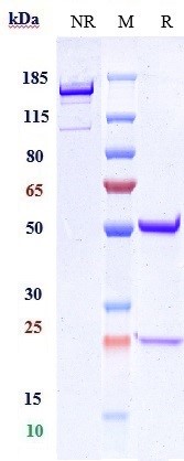 Anti-GDF8/Myostatin Reference Antibody (domagrozumab) on SDS-PAGE under reducing (R) condition