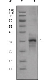 Western Blot analysis using GDF-8 Monoclonal Antibody against truncated GDF-8-His recombinant protein (1)