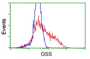 m00928 1 anti glutathione synthetase gss mouse monoclonal antibody clone id oti1b8 flow cytometry testing 5