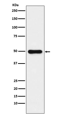 Western blot analysis of Glutathione Synthetase expression in HeLa cell lysate