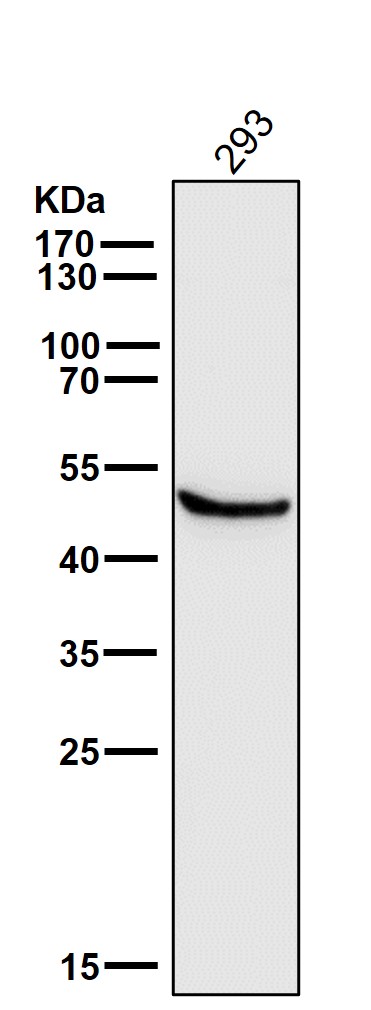 All lanes use the Antibody at 1:3K dilution for 1 hour at room temperature
