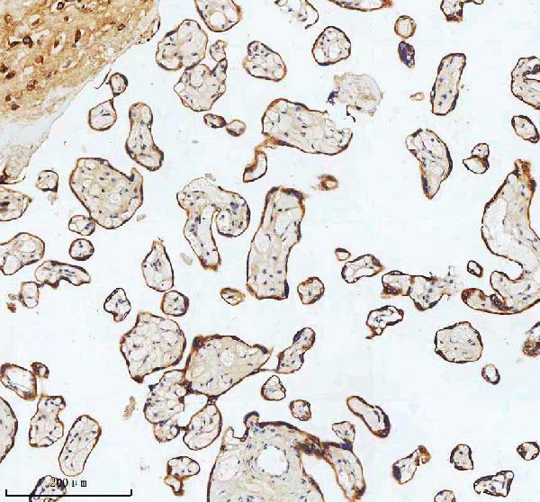 m00929 ask1 primary antibodies ihc testing 4_1