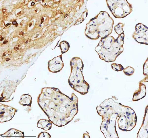 m00929 ask1 primary antibodies ihc testing 5_1