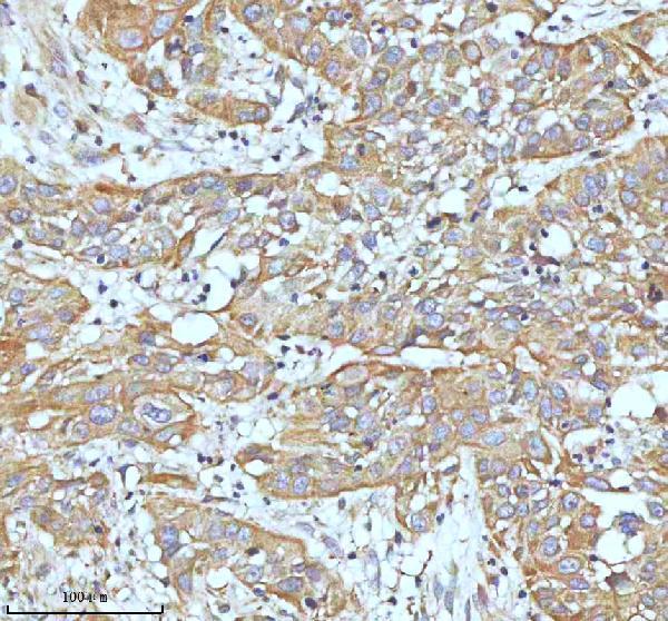 m00929 ask1 primary antibodies ihc testing 9_1