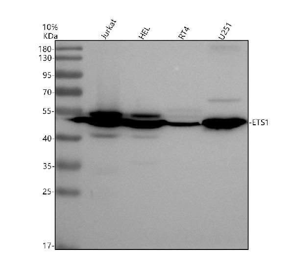 m00931 1 ets1 primary antibodies wb testing 1