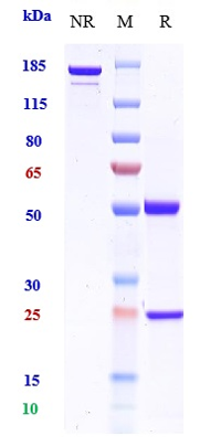 Anti-BST2/CD317 Reference Antibody (SBI Biotech patent anti-BST2) on SDS-PAGE under reducing (R) condition