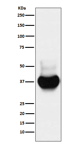Western blot analysis of BST2 expression in HeLa cell lysate