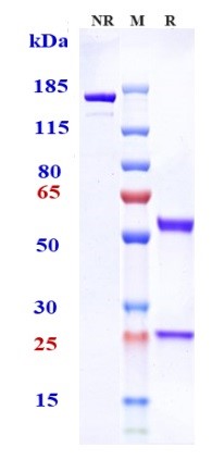 Anti-Tenascin C Reference Antibody (tenatumomab) on SDS-PAGE under reducing (R) condition